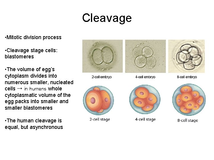 Cleavage • Mitotic division process • Cleavage stage cells: blastomeres • The volume of