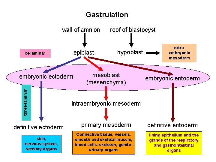 Gastrulation wall of amnion bi-laminar epiblast three-laminar embryonic ectoderm definitive ectoderm skin, nervous system,
