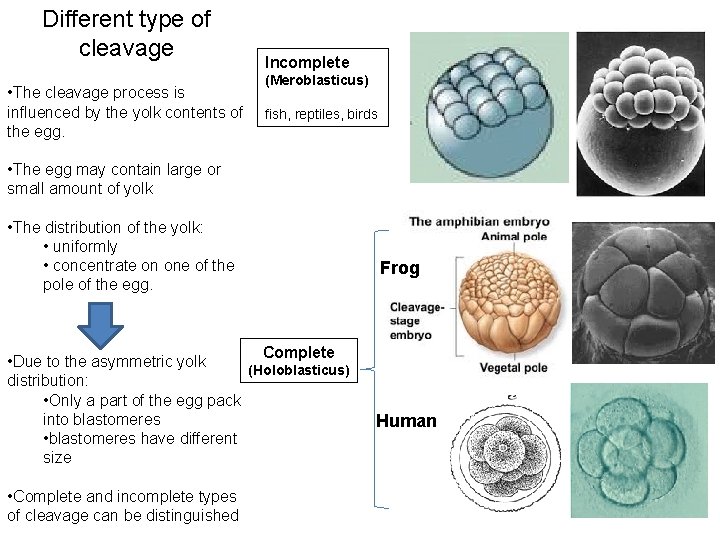 Different type of cleavage • The cleavage process is influenced by the yolk contents