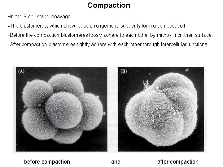 Compaction -in the 8 -cell-stage cleavage. -The blastomeres, which show loose arrangement, suddenly form
