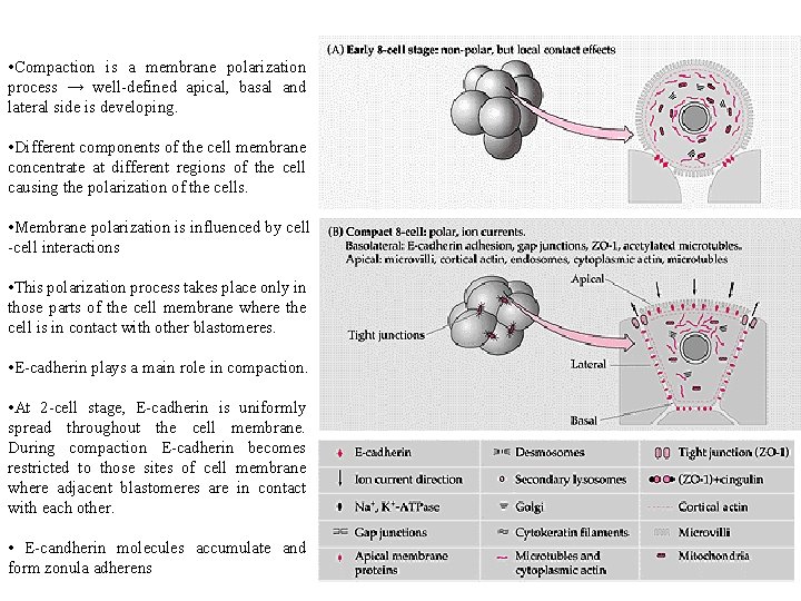  • Compaction is a membrane polarization process → well-defined apical, basal and lateral