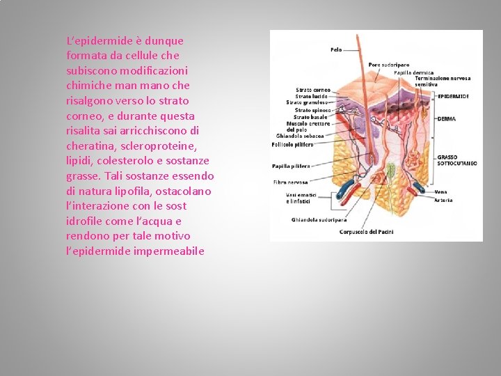 L’epidermide è dunque formata da cellule che subiscono modificazioni chimiche mano che risalgono verso L’epidermide è dunque formata da cellule che subiscono modificazioni chimiche mano che risalgono verso