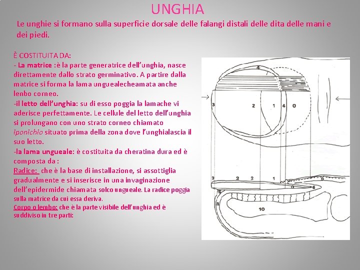 UNGHIA Le unghie si formano sulla superficie dorsale delle falangi distali delle dita delle UNGHIA Le unghie si formano sulla superficie dorsale delle falangi distali delle dita delle