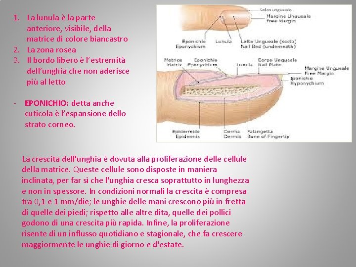 1. La lunula è la parte anteriore, visibile, della matrice di colore biancastro 2. 1. La lunula è la parte anteriore, visibile, della matrice di colore biancastro 2.