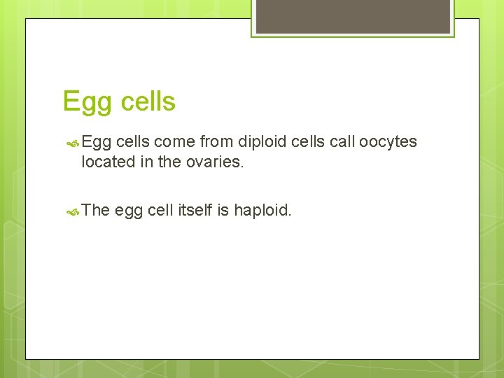 Egg cells come from diploid cells call oocytes located in the ovaries. The egg
