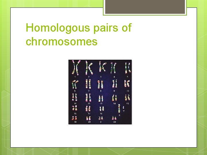 Homologous pairs of chromosomes 