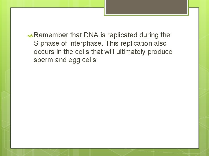  Remember that DNA is replicated during the S phase of interphase. This replication