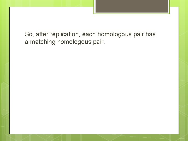 So, after replication, each homologous pair has a matching homologous pair. 