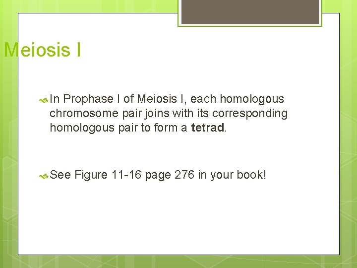 Meiosis I In Prophase I of Meiosis I, each homologous chromosome pair joins with
