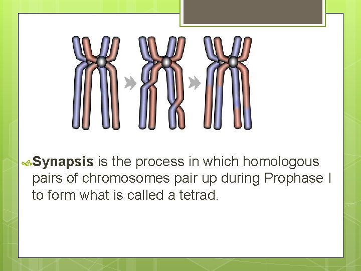  Synapsis is the process in which homologous pairs of chromosomes pair up during