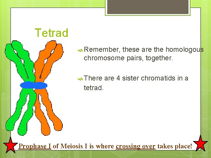 Tetrad Remember, these are the homologous chromosome pairs, together. There are 4 sister chromatids