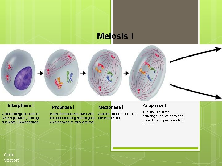 Meiosis I Interphase I Cells undergo a round of DNA replication, forming duplicate Chromosomes.