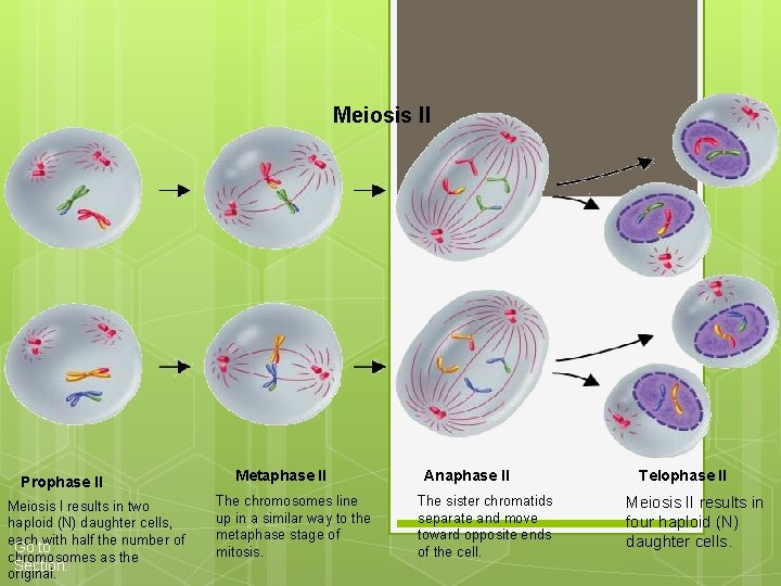Meiosis II Prophase II Meiosis I results in two haploid (N) daughter cells, each