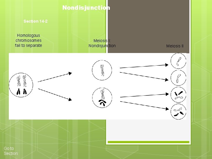 Nondisjunction Section 14 -2 Homologous chromosomes fail to separate Go to Section: Meiosis I: