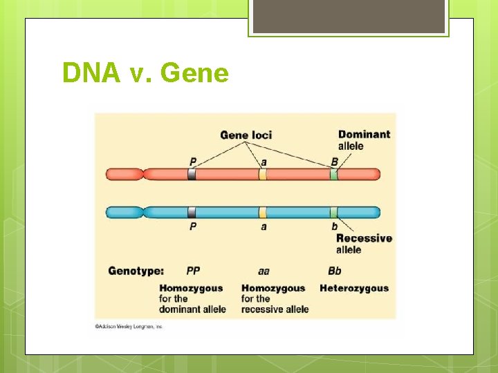 DNA v. Gene 