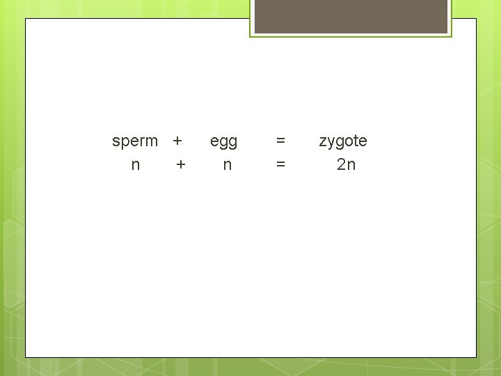 sperm + n + egg n = = zygote 2 n 