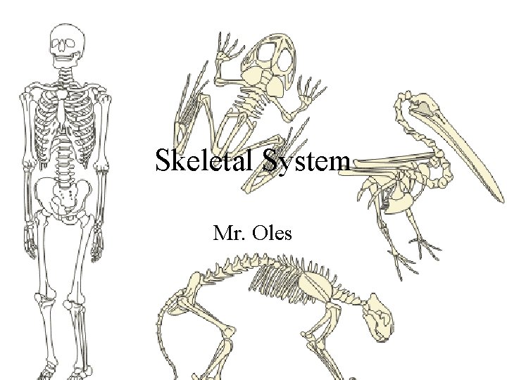 Skeletal System Mr. Oles 