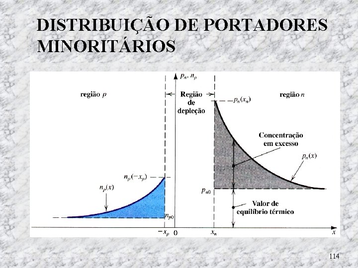 DISTRIBUIÇÃO DE PORTADORES MINORITÁRIOS 114 DISTRIBUIÇÃO DE PORTADORES MINORITÁRIOS 114