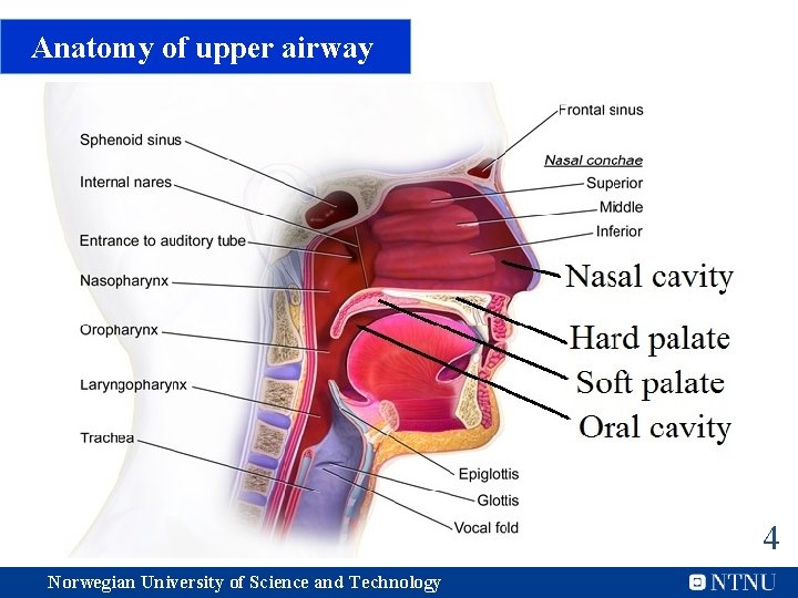 Anatomy of upper airway 4 Norwegian University of Science and Technology 