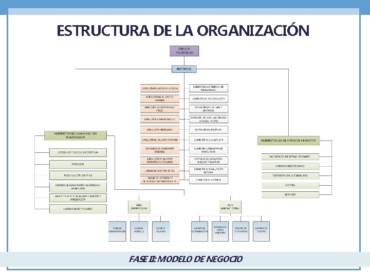 ESTRUCTURA DE LA ORGANIZACIÓN FASE II: MODELO DE NEGOCIO 