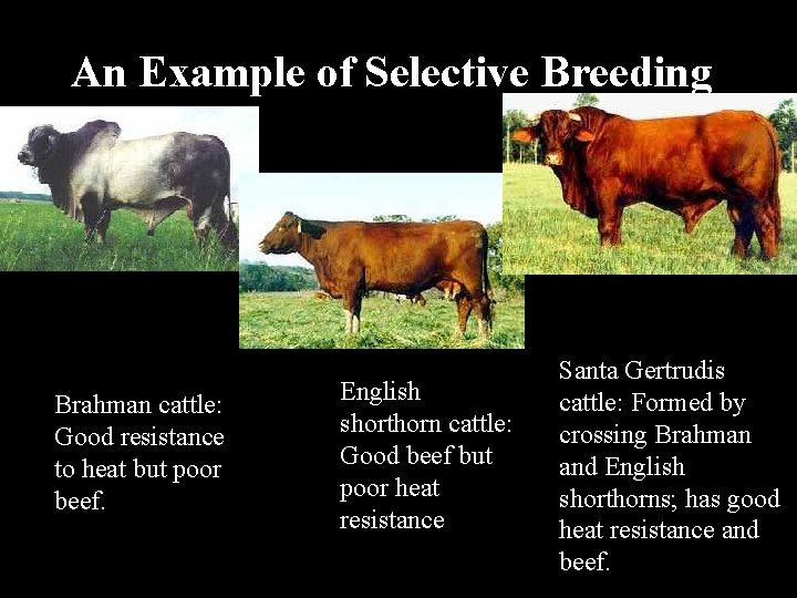 An Example of Selective Breeding Brahman cattle: Good resistance to heat but poor beef.