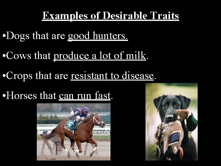 Examples of Desirable Traits • Dogs that are good hunters. • Cows that produce