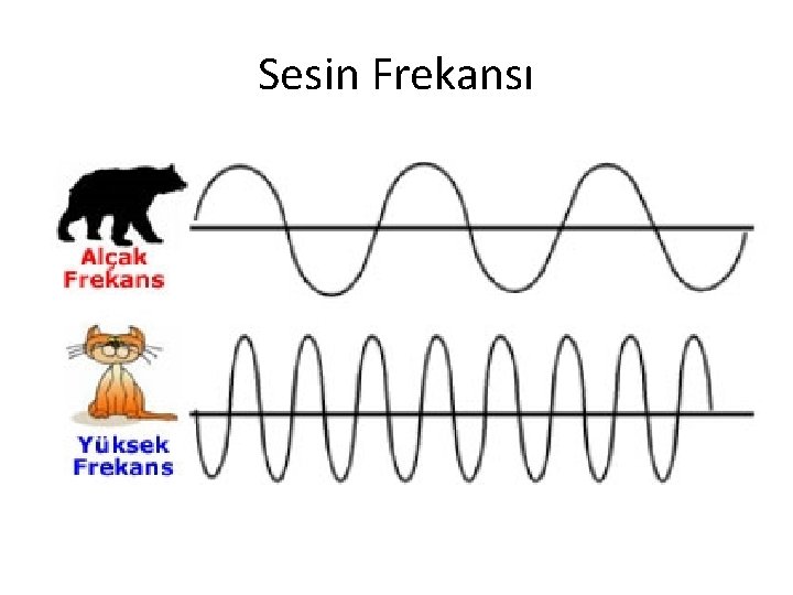 Sesin Frekansı Sesin Frekansı