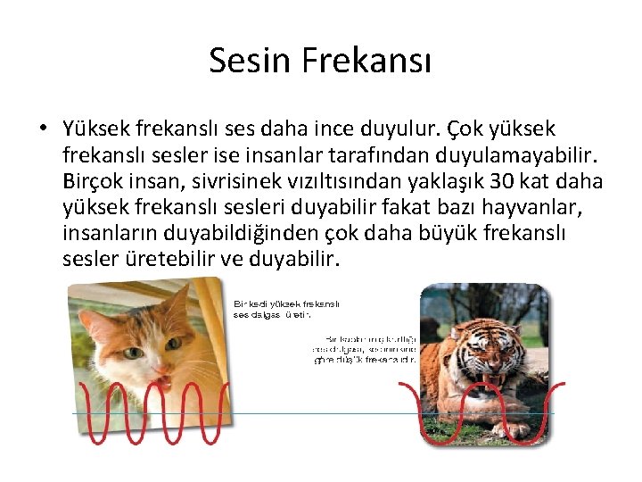 Sesin Frekansı • Yüksek frekanslı ses daha ince duyulur. Çok yüksek frekanslı sesler ise Sesin Frekansı • Yüksek frekanslı ses daha ince duyulur. Çok yüksek frekanslı sesler ise