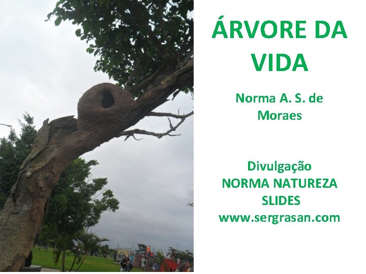 ÁRVORE DA VIDA Norma A. S. de Moraes Divulgação NORMA NATUREZA SLIDES www. sergrasan.