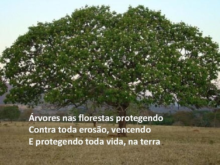 Árvores nas florestas protegendo Contra toda erosão, vencendo E protegendo toda vida, na terra