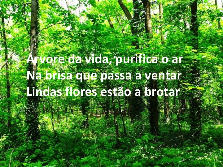 Árvore da vida, purifica o ar Na brisa que passa a ventar Lindas flores