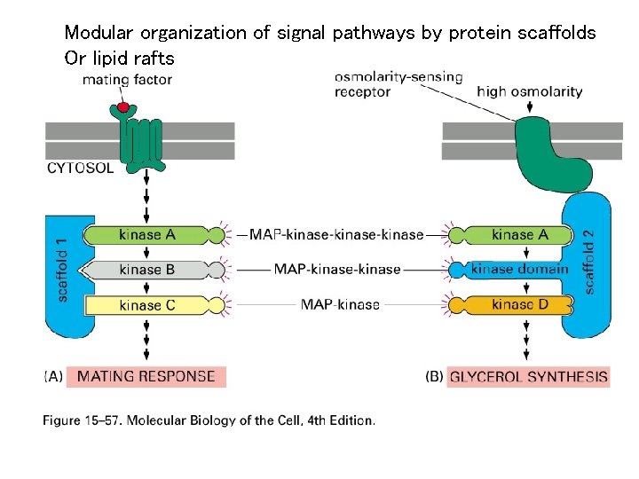 Modular organization of signal pathways by protein scaffolds Or lipid rafts 