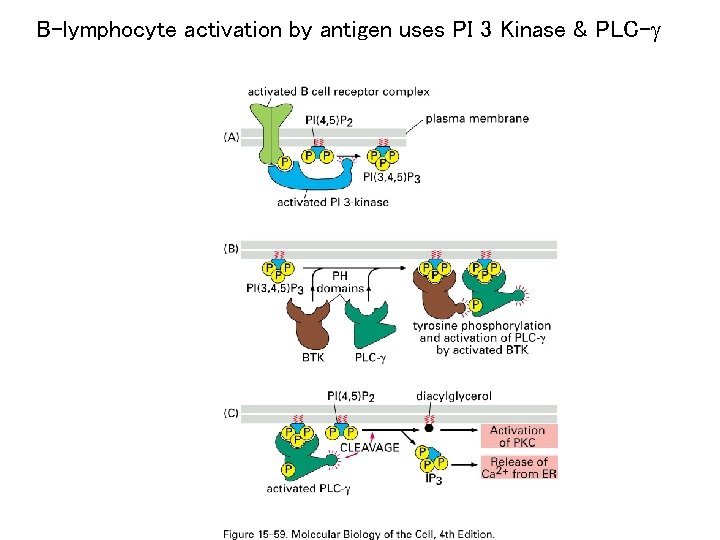 B-lymphocyte activation by antigen uses PI 3 Kinase & PLC-g 