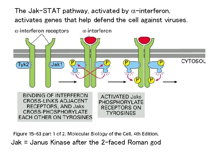 The Jak-STAT pathway, activated by a-interferon, activates genes that help defend the cell against