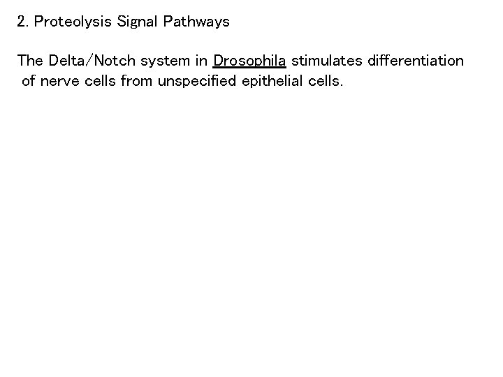 2. Proteolysis Signal Pathways The Delta/Notch system in Drosophila stimulates differentiation of nerve cells