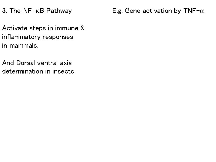 3. The NF-k. B Pathway Activate steps in immune & inflammatory responses in mammals,