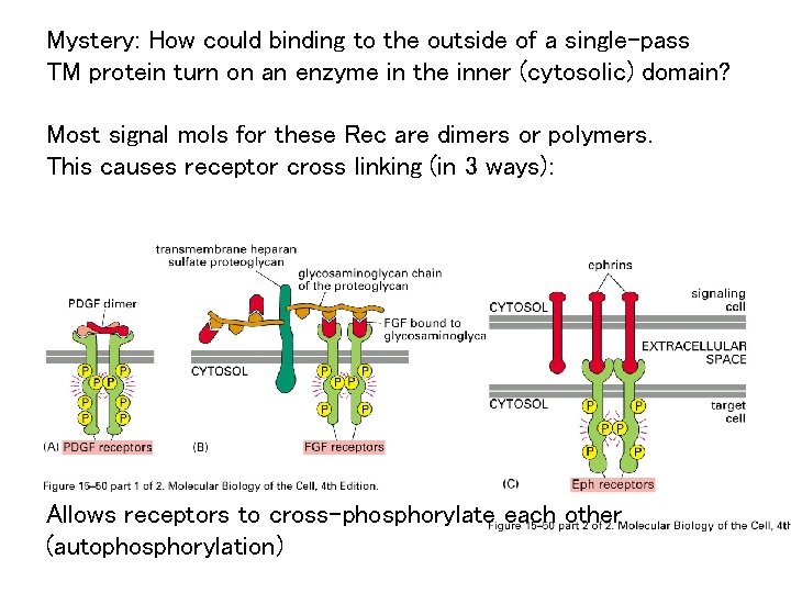 Mystery: How could binding to the outside of a single-pass TM protein turn on