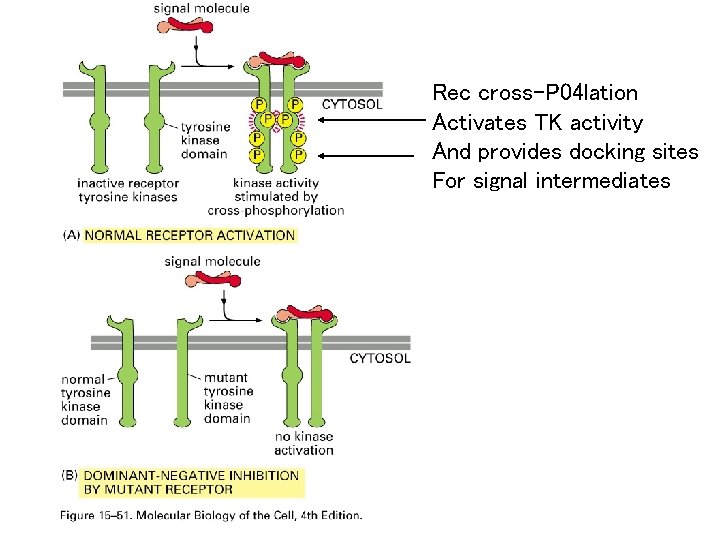 Rec cross-P 04 lation Activates TK activity And provides docking sites For signal intermediates