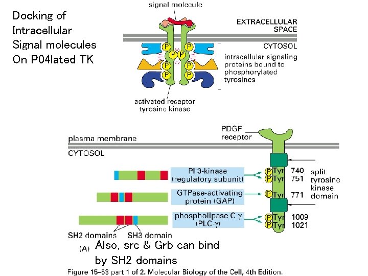 Docking of Intracellular Signal molecules On P 04 lated TK Also, src & Grb