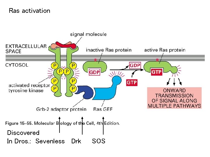 Ras activation Discovered In Dros. : Sevenless Drk SOS 