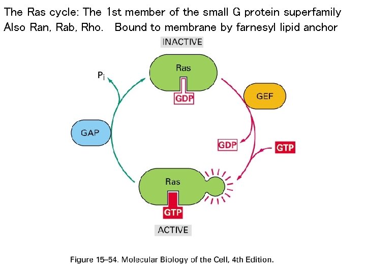 The Ras cycle: The 1 st member of the small G protein superfamily Also