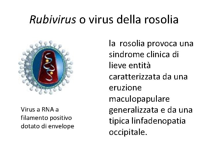 Rubivirus o virus della rosolia Virus a RNA a filamento positivo dotato di envelope