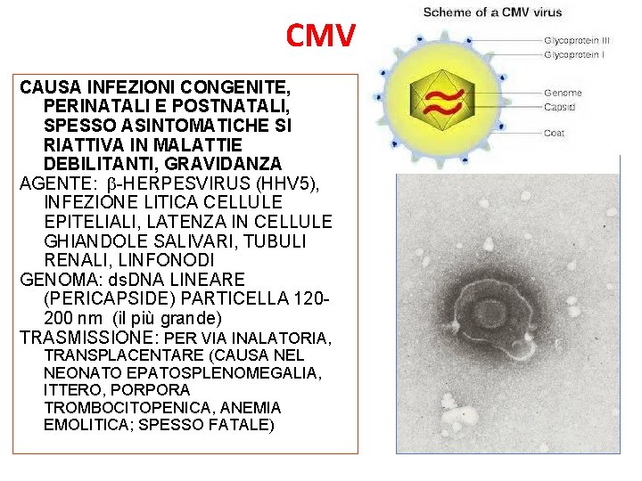 CMV CAUSA INFEZIONI CONGENITE, PERINATALI E POSTNATALI, SPESSO ASINTOMATICHE SI RIATTIVA IN MALATTIE DEBILITANTI,