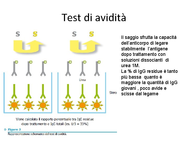 Test di avidità Il saggio sfrutta la capacità dell’anticorpo di legare stabilmente l’antigene dopo