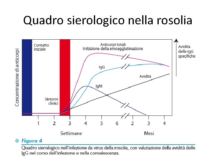 Quadro sierologico nella rosolia 