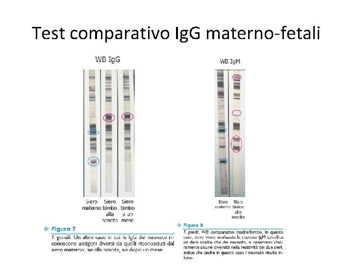 Test comparativo Ig. G materno-fetali 