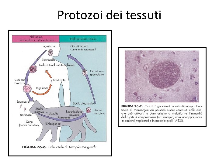 Protozoi dei tessuti 