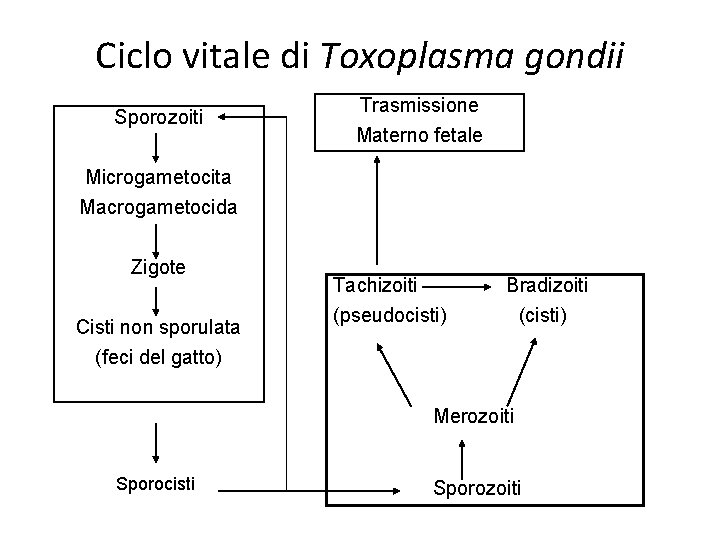 Ciclo vitale di Toxoplasma gondii Sporozoiti Trasmissione Materno fetale Microgametocita Macrogametocida Zigote Cisti non