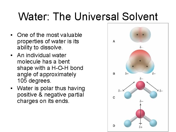 Water: The Universal Solvent • One of the most valuable properties of water is