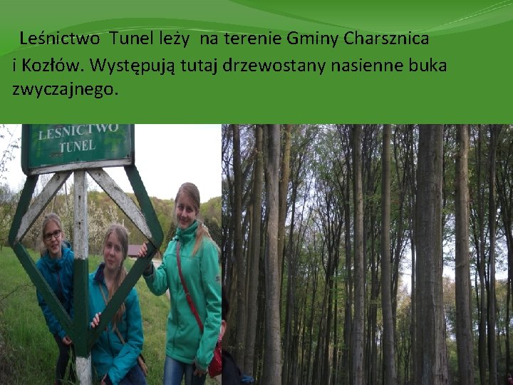 Leśnictwo Tunel leży na terenie Gminy Charsznica i Kozłów. Występują tutaj drzewostany nasienne buka